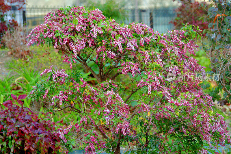 Pieris japonica /日本仙女座菌株